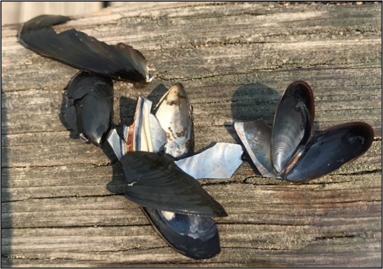 Group of blue mussel shells. Group of blue mussel shells.