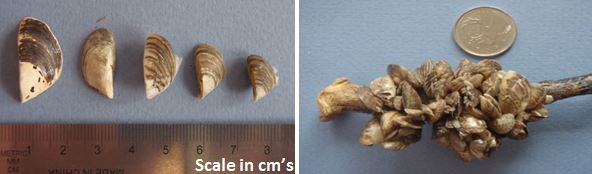 mussel scale