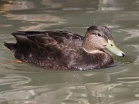 black duck in a pond