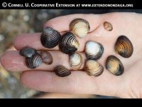 http://cceonondaga.org/resources/asian-clam-brochure
