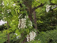 Black locust