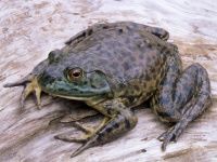 American Bullfrog on a log