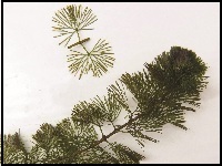 An image of Cabomba/Fanwort