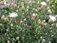 Diffuse Knapweed