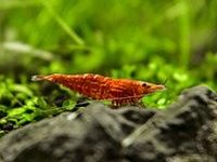 https://acuariopets.com/cherry-shrimp-size/