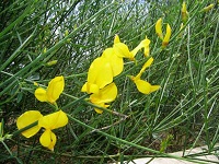 Portuguese Broom
