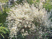 White-flowered broom