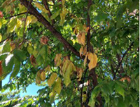 image showing the effects of dutch elm disease