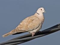 collard dove on a wire