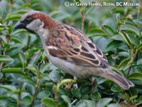 house sparrow on some leaves