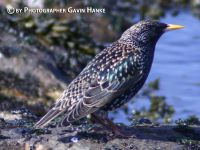 Starling on a rock