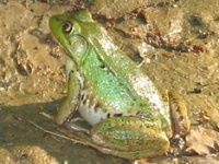 Green frog in mud