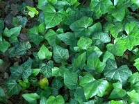 English Ivy