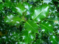English Holly