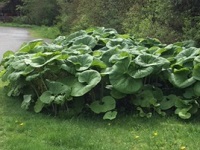Japanese Butterbur