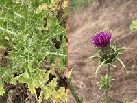 Milk thistle
