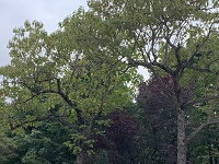 Princess tree