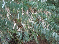 Russian olive