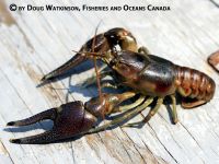 http://www.invadingspecies.com/rusty-crayfish/#bwg43/146