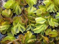 Image of Giant Salvinia