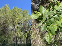 Siberian Elm
