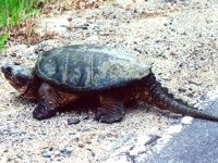 Snapping turtle on the shore