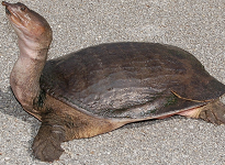 Soft-shelled turtle