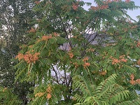 Tree of heaven