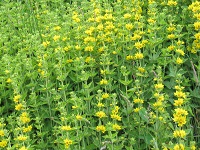 Garden yellow loosestrife