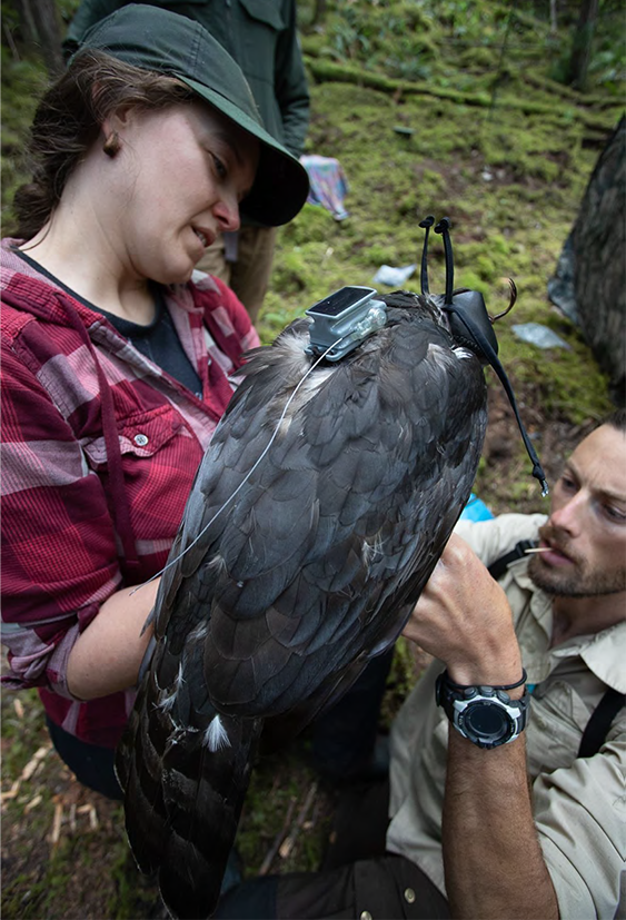 Northern Goshawk being tagged for GPS