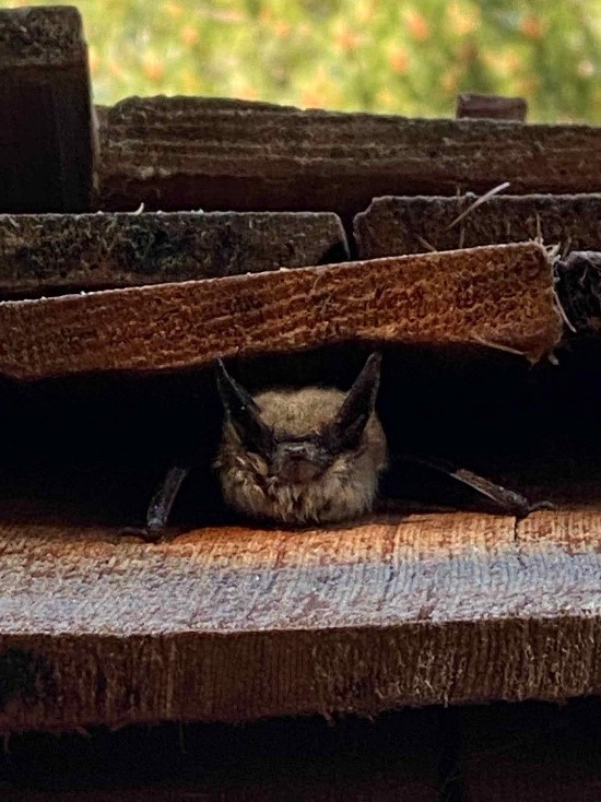 Face view of a brown bat. The Long-eared Myotis (Myotis evotis) peering out of layers of shingles, where it is roosting.