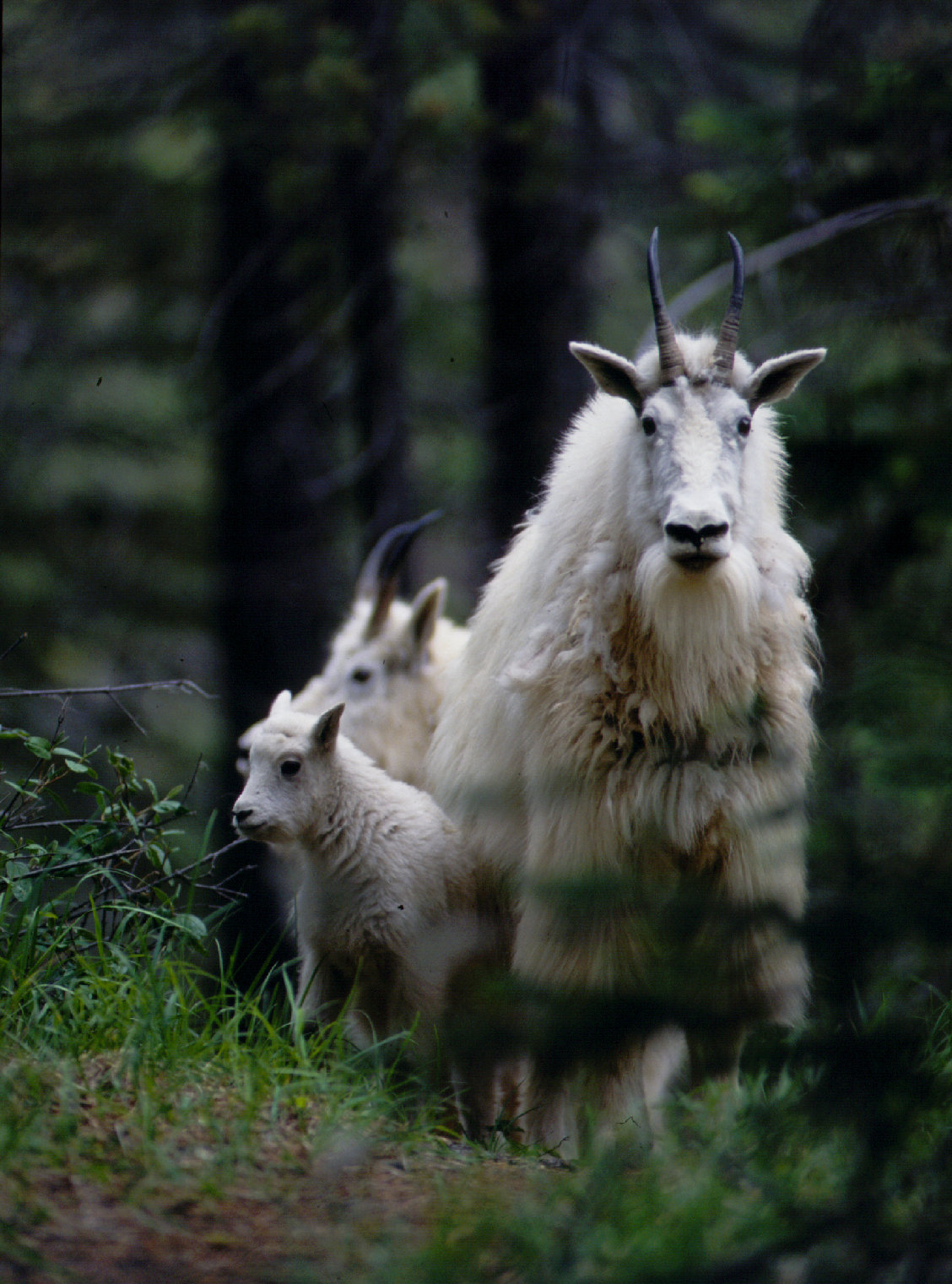 Coastal Mountain Goat Ungulate Winter Ranges - Province of British Columbia