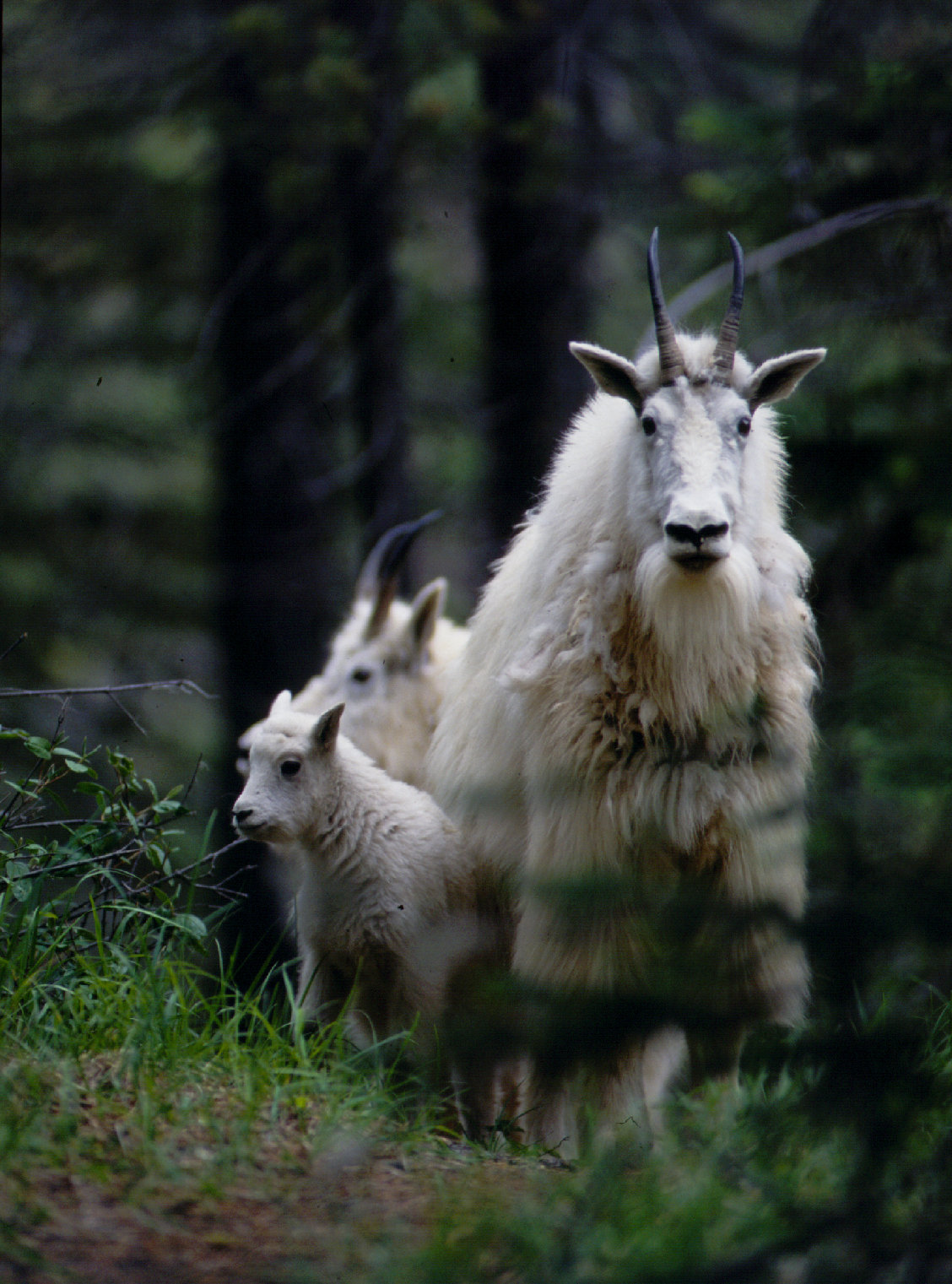 mtn goat