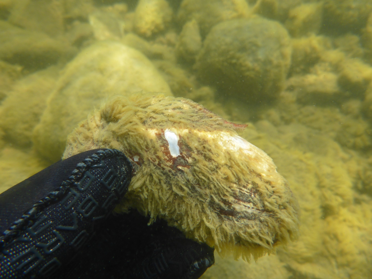 Rocky Mountain Ridged Mussel, photo by Roxanne Snook