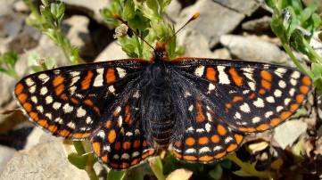 A black butterfly with orange and white checkered spots.