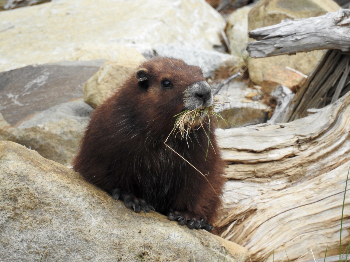 Mildred, marmotta dell'isola di Vancouver, foto di Adam Taylor
