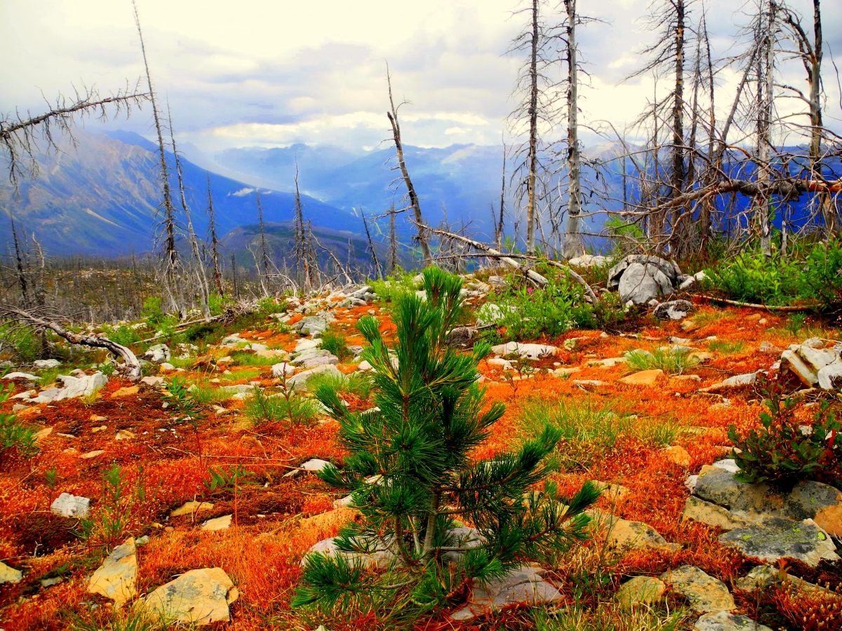 Mount Robson Whitebark Pine Plantings, photo by Luiz Drummond