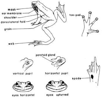 Illustration used with permission from the Royal BC Museum. Green, D.W. and R.W. Campbell. 1984. The Amphibians of British Columbia. British Columbia Provincial Museum, Handbook 45.