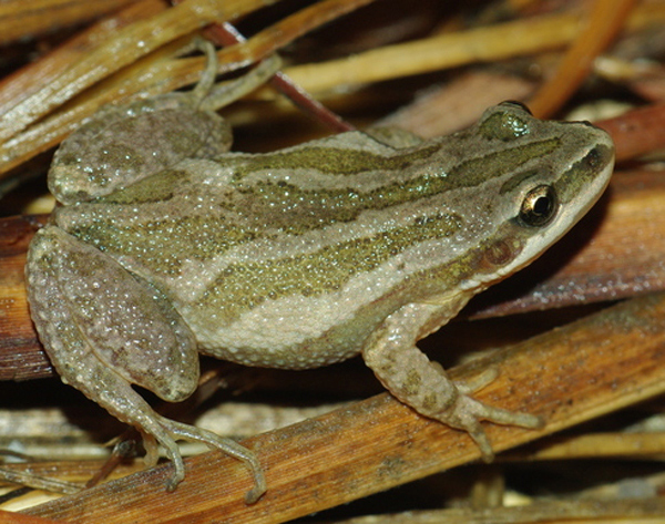 Adult Boreal Chorus Frog, photo by Michael Graziano