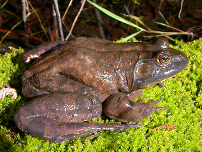 adult male American bullfrog