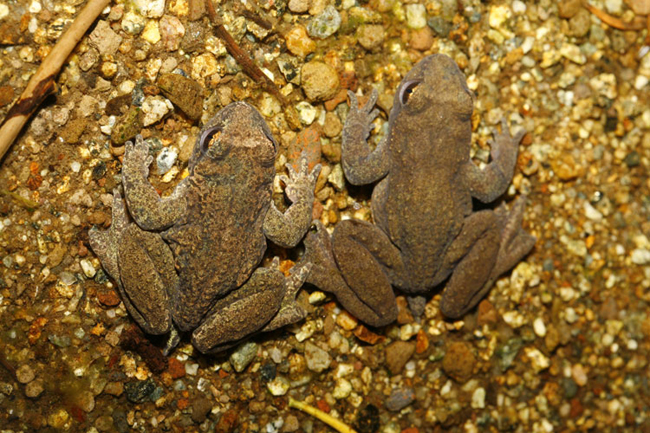 Pair of adult Coastal Tailed Frogs - Jared Hobbs