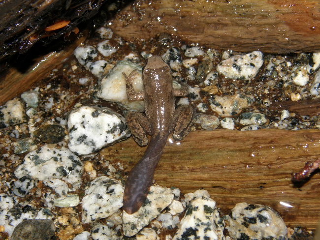 Coastal Tailed Frog metamorph - Purnima Govindarajulu