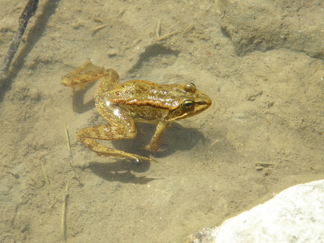 Columbia Spotted Frog  - Purnima Govindarajulu