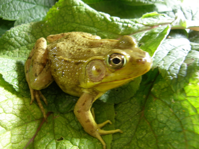 Adult male - Purnima Govindarajulu