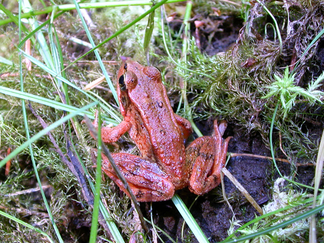 Northern Red-legged Frog adult - Elke Wind