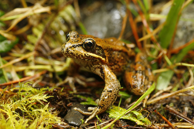 Northern Red-legged Frog adult - Jared Hobbs