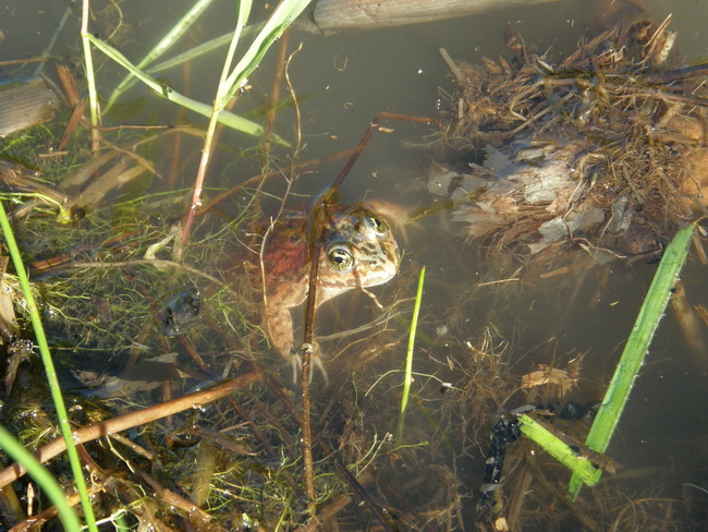 Oregon Spotted Frog - Purnima Govindarajulu
