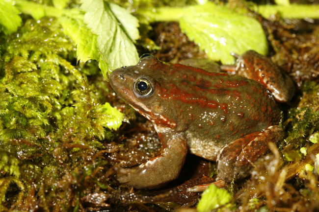 Oregon Spotted Frog adult - Jared Hobbs
