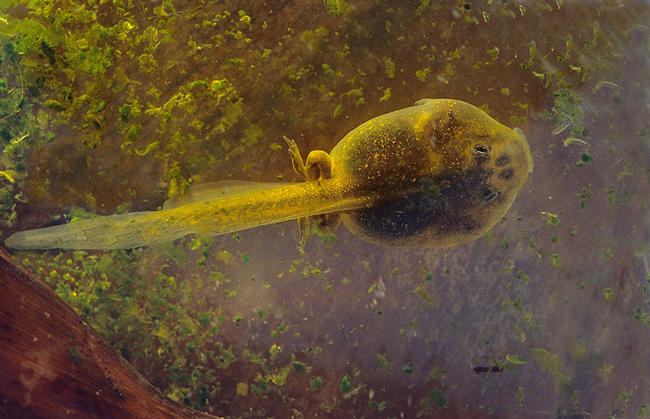 Great Basin Spadefoot tadpole - Jared Hobbs