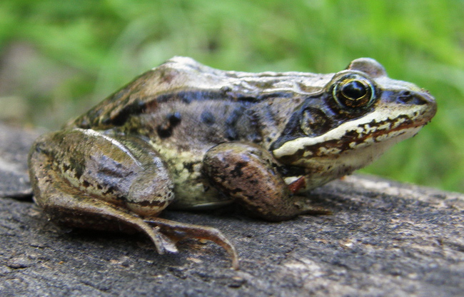 Wood Frog adult - Purnima Govindarajulu